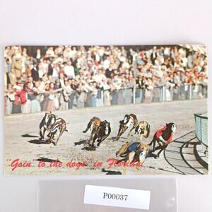 Vintage 1974 Greyhound Dog Racing Postcard Florida Race Track Running